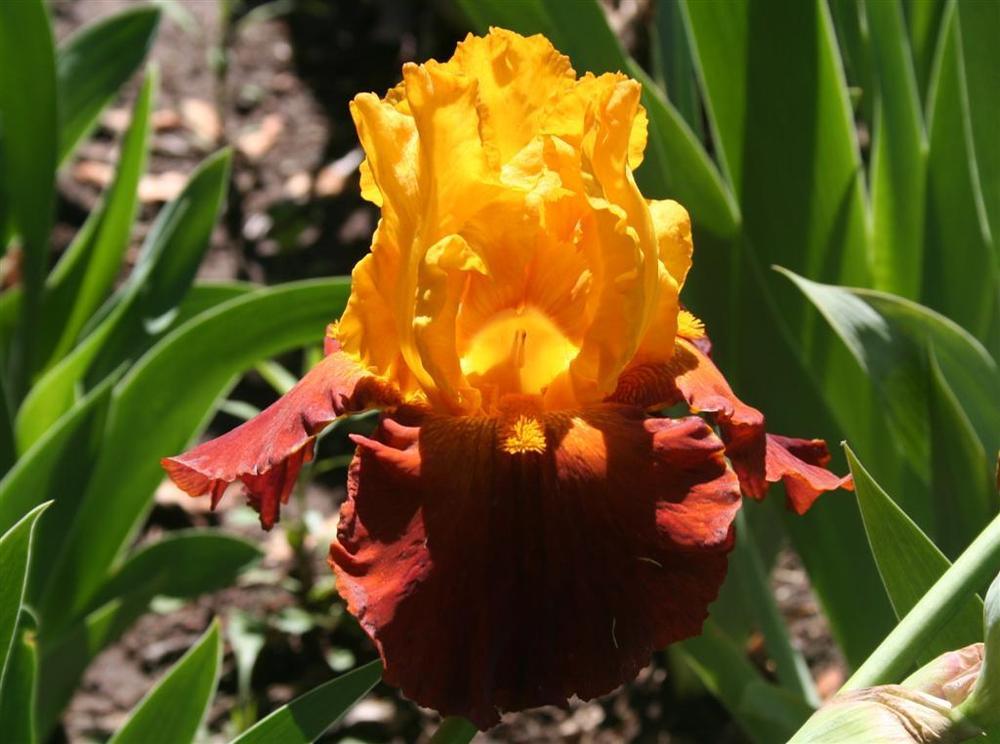 Photo of Tall Bearded Iris (Iris 'Circus World') uploaded by KentPfeiffer
