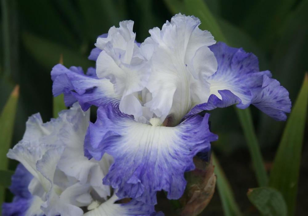 Photo of Tall Bearded Iris (Iris 'Cloudbase') uploaded by KentPfeiffer