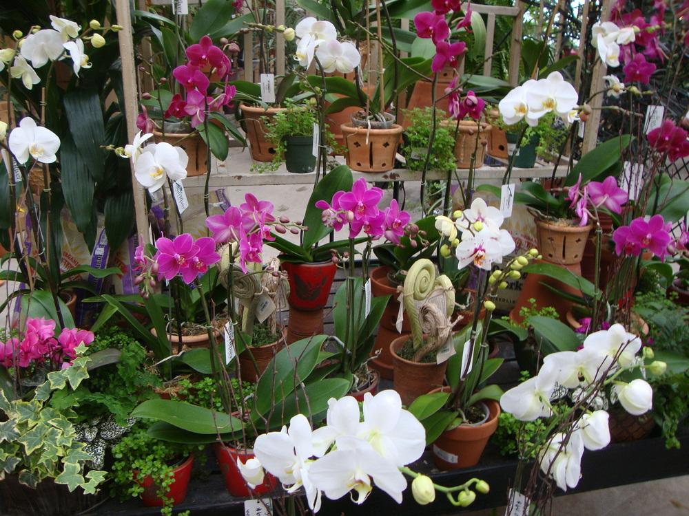 Photo of Moth Orchid (Phalaenopsis) uploaded by Paul2032