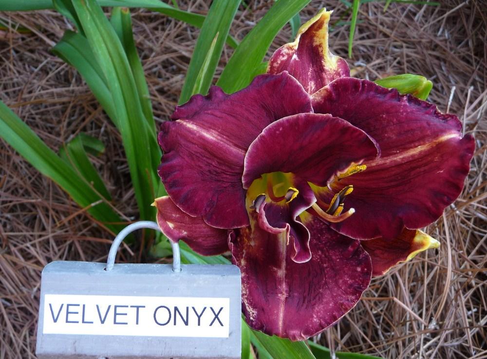 Photo of Daylily (Hemerocallis 'Velvet Onyx') uploaded by maxxtenn