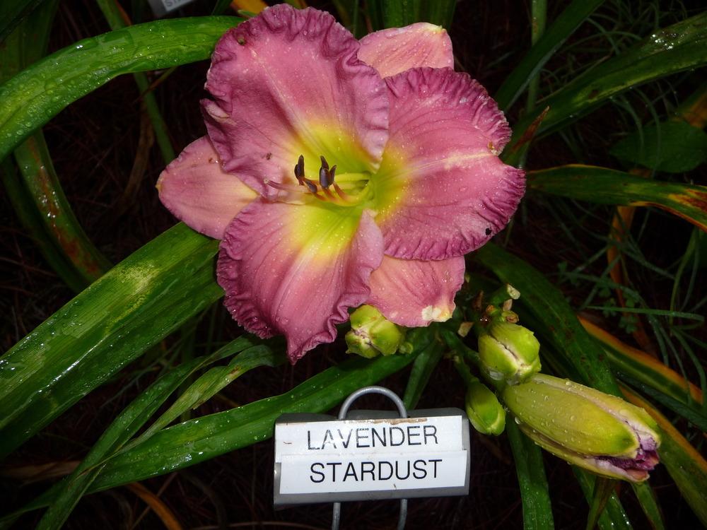 Photo of Daylily (Hemerocallis 'Lavender Stardust') uploaded by maxxtenn