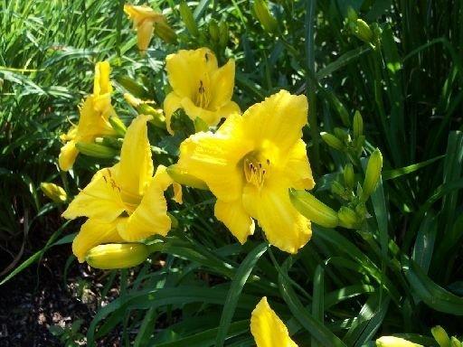 Photo of Daylily (Hemerocallis 'Buttered Popcorn') uploaded by vic