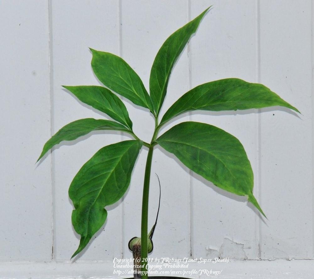 Photo of Japanese Cobra Lily (Arisaema kiushianum) uploaded by JRsbugs