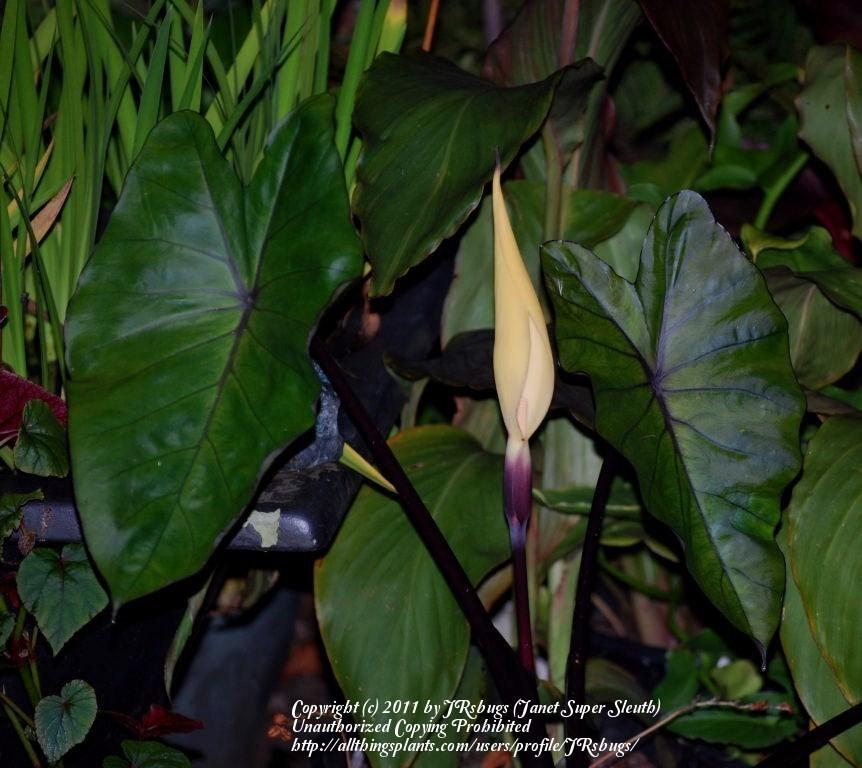 Photo of Black Stem Elephant Ear (Colocasia fontanesii) uploaded by JRsbugs
