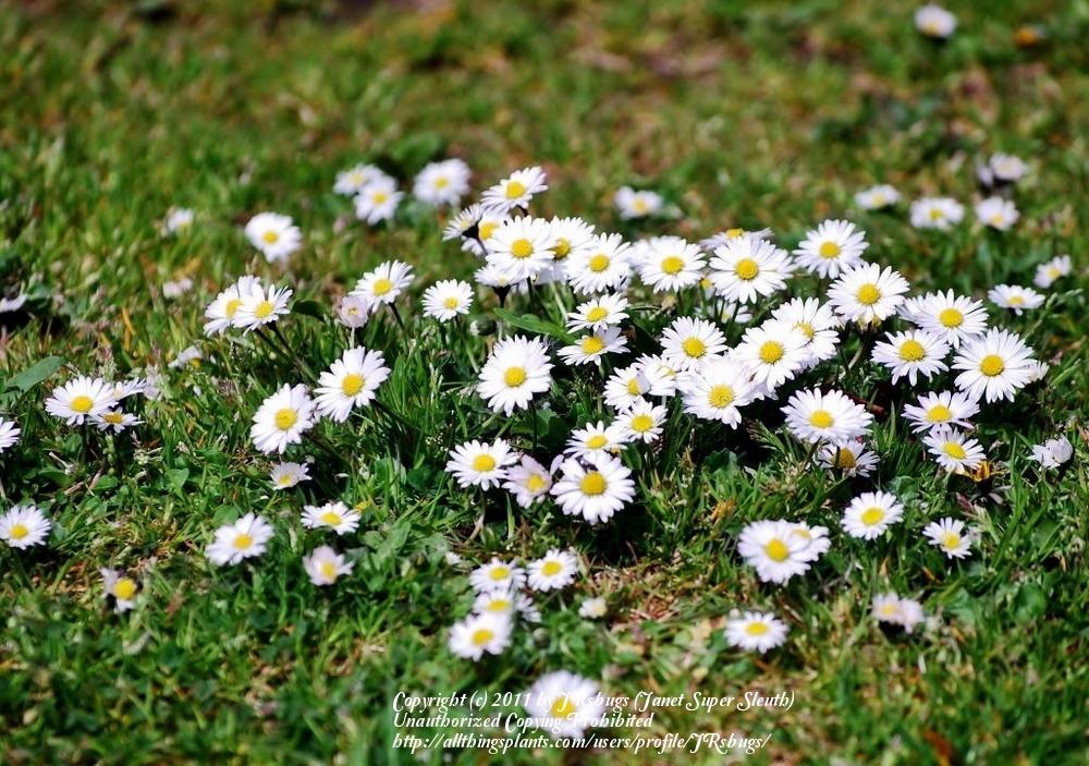 Photo of English Daisy (Bellis perennis) uploaded by JRsbugs