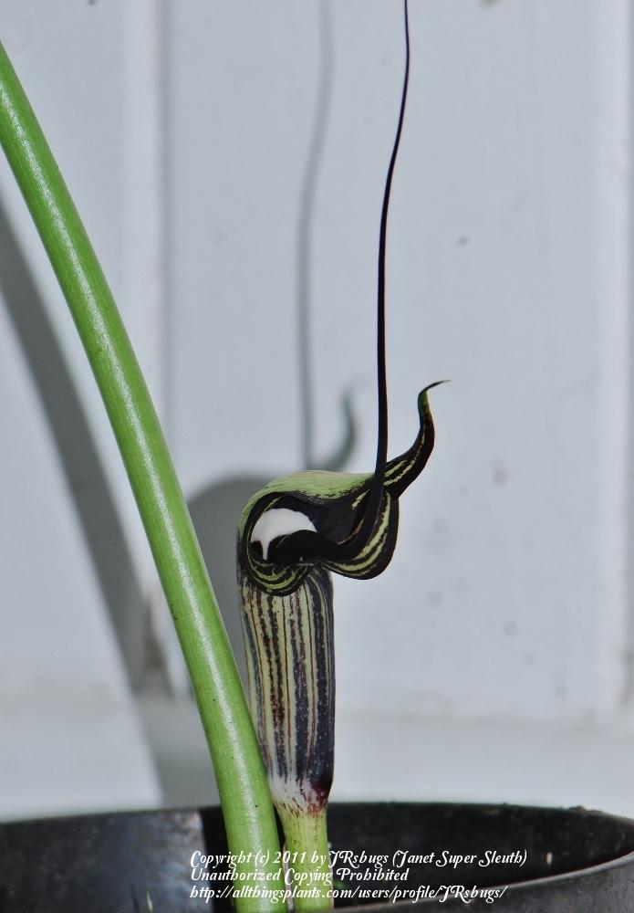 Photo of Japanese Cobra Lily (Arisaema kiushianum) uploaded by JRsbugs