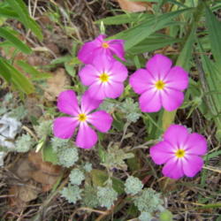 Location: Helotes, TX
Date: May 2008
Golden-eye Phlox