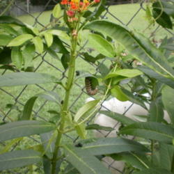 Location: Middle Tennessee
Date: 2011-09-02
This plant is a host plant for the Monarch butterfly