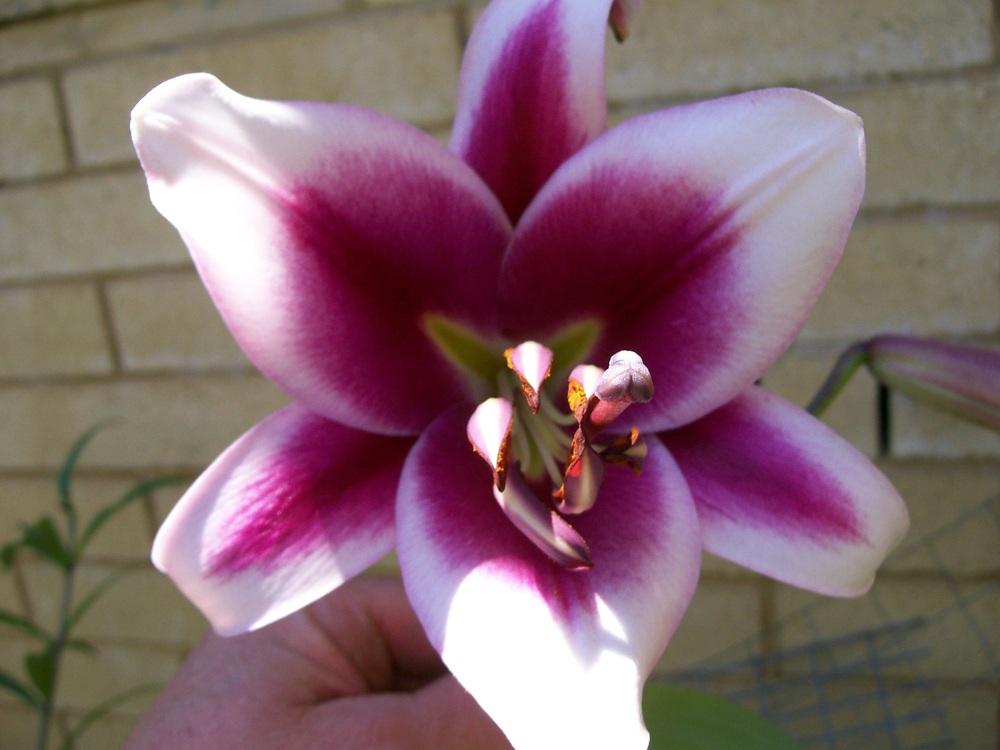 Photo of Lily (Lilium 'Friso') uploaded by gwhizz