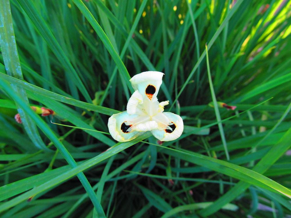 Photo of African Iris (Dietes bicolor) uploaded by jmorth
