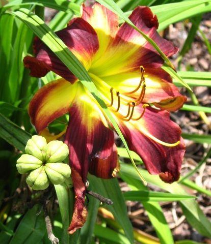 Photo of Daylily (Hemerocallis 'Chief Four Fingers') uploaded by vic