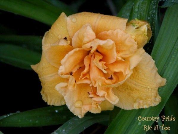 Photo of Daylily (Hemerocallis 'Country Pride') uploaded by vic