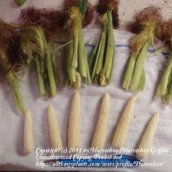 Location: MoonDance Farm-North Carolina
Date: 2009-09-19
Chires Baby Corn- cobs w/husks removed