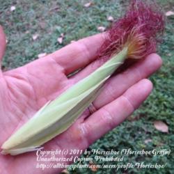 Location: MoonDance Farm-North Carolina
Date: 2009-09-16
Chires Baby Corn - cob in hand showing size