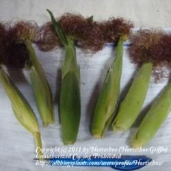 Location: MoonDance Farm-North Carolina
Date: 2009-09-19
Chires Baby Corn- fresh picked!