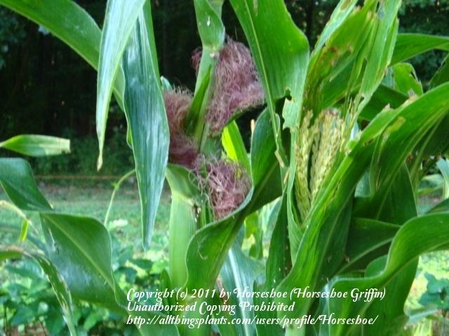 Photo of Popcorn (Zea mays subsp. mays 'Chires Baby Corn') uploaded by Horseshoe