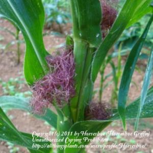 Chirese Baby Corn plant showing silk stage