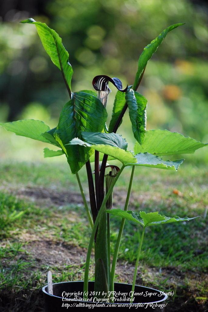 Photo of Jack in the Pulpit (Arisaema triphyllum) uploaded by JRsbugs