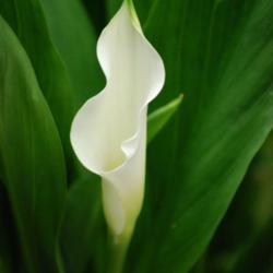 Location: My garden near Lincoln UK
Date: 2008-06-24
The flower spathe starts a creamy white, developing a pink flush 