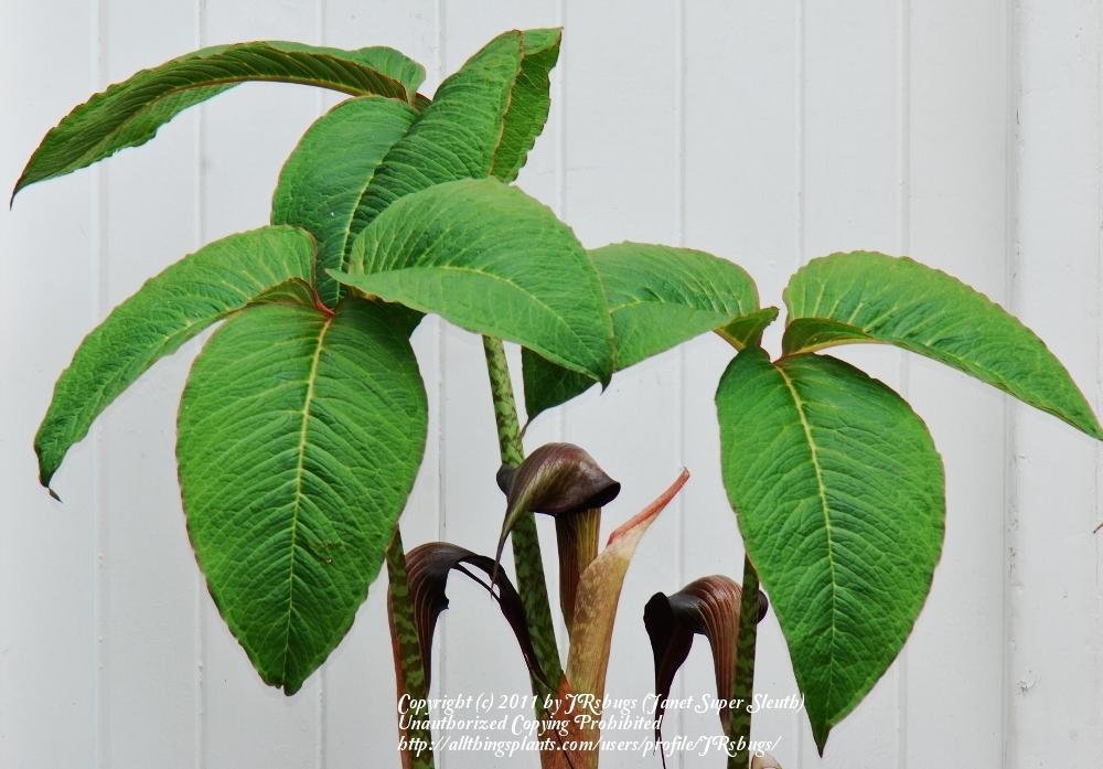 Photo of Cobra Lily (Arisaema speciosum) uploaded by JRsbugs