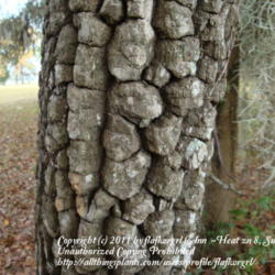 Location: zone 8/9 Lake City, Fl.
Date: 2011-12-17
more mature tree showing block pattern in trunk