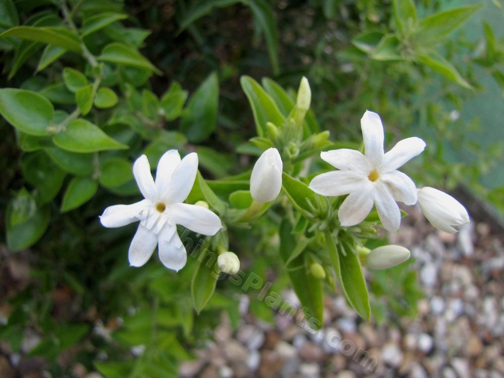 Photo of Star Jasmine (Jasminum laurifolium var. laurifolium) uploaded by plantladylin