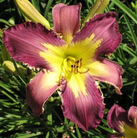 Photo of Daylily (Hemerocallis 'Fins to the Left') uploaded by vic