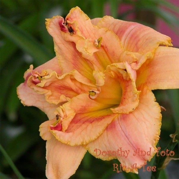 Photo of Daylily (Hemerocallis 'Dorothy and Toto') uploaded by vic