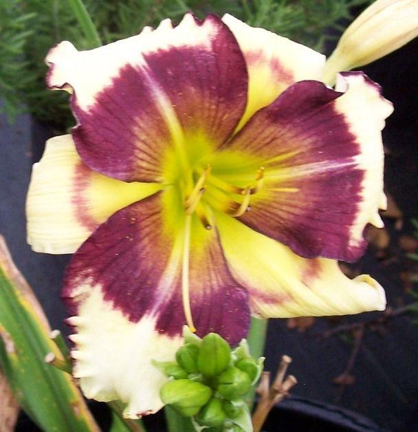 Photo of Daylily (Hemerocallis 'Don't Mess with Me') uploaded by vic