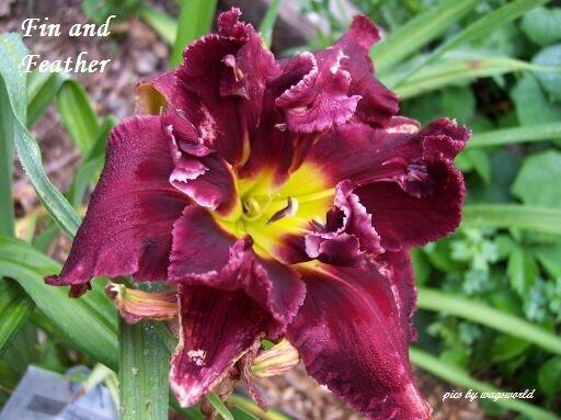 Photo of Daylily (Hemerocallis 'Fin and Feather') uploaded by vic