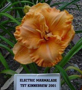 Photo of Daylily (Hemerocallis 'Electric Marmalade Magic') uploaded by vic