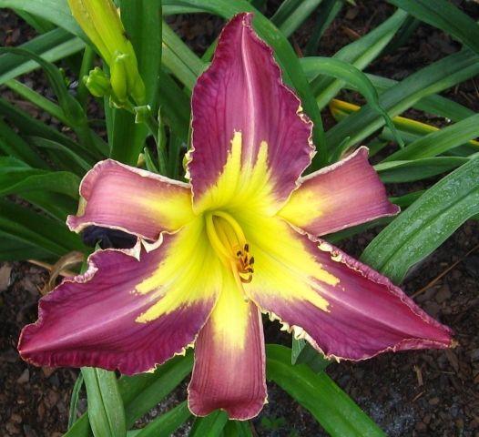 Photo of Daylily (Hemerocallis 'Fins to the Left') uploaded by vic