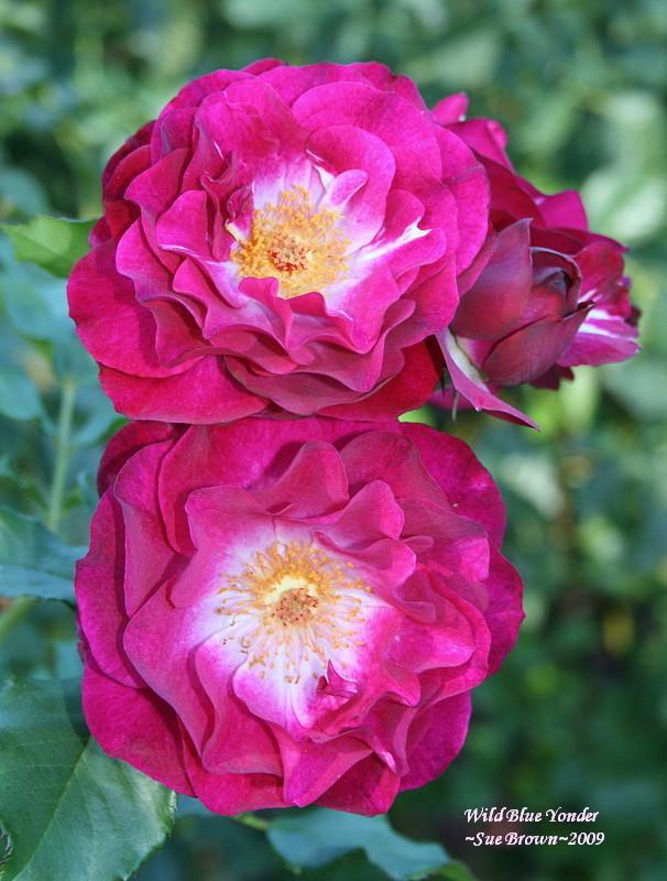 Photo of Rose (Rosa 'Wild Blue Yonder') uploaded by Calif_Sue