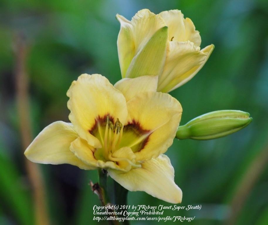 Photo of Daylily (Hemerocallis 'Visual Intrigue') uploaded by JRsbugs