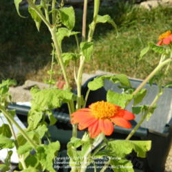 Location: My garden in Kentucky
Date: 2009-08-31