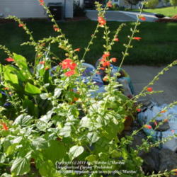 Location: My garden in Kentucky
Date: 2009-09-28