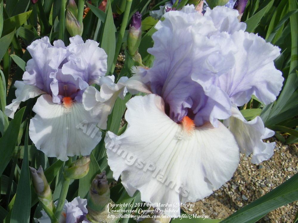 Photo of Tall Bearded Iris (Iris 'Fogbound') uploaded by Marilyn