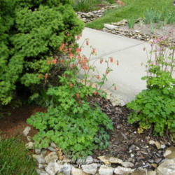 Location: My garden in Kentucky
Date: 2009-05-07