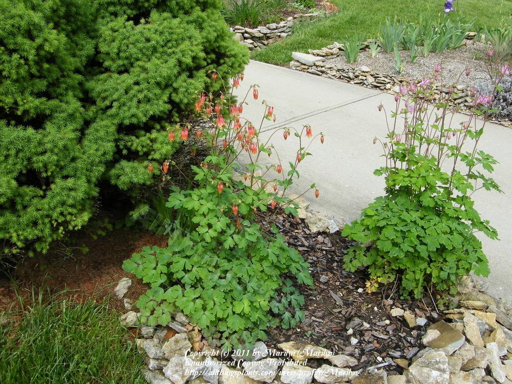 Photo of Eastern Red Columbine (Aquilegia canadensis) uploaded by Marilyn