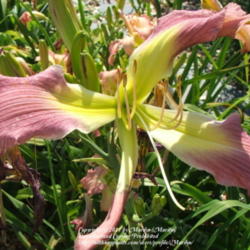 Location: Valley of the Daylilies in Lebanon, OH. Home of Dan and Jackie Bachman
Date: 2005-07-08
