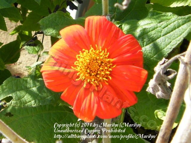 Photo of Mexican Sunflower (Tithonia rotundifolia 'Torch') uploaded by Marilyn