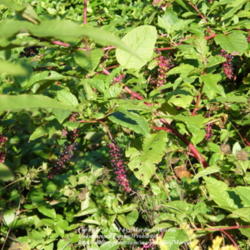 Location: Growing along side our property in Northern KY
Date: 2009-09-28