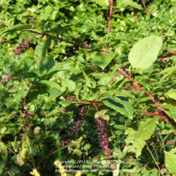 Location: Growing along side our property in Northern KY
Date: 2009-09-28