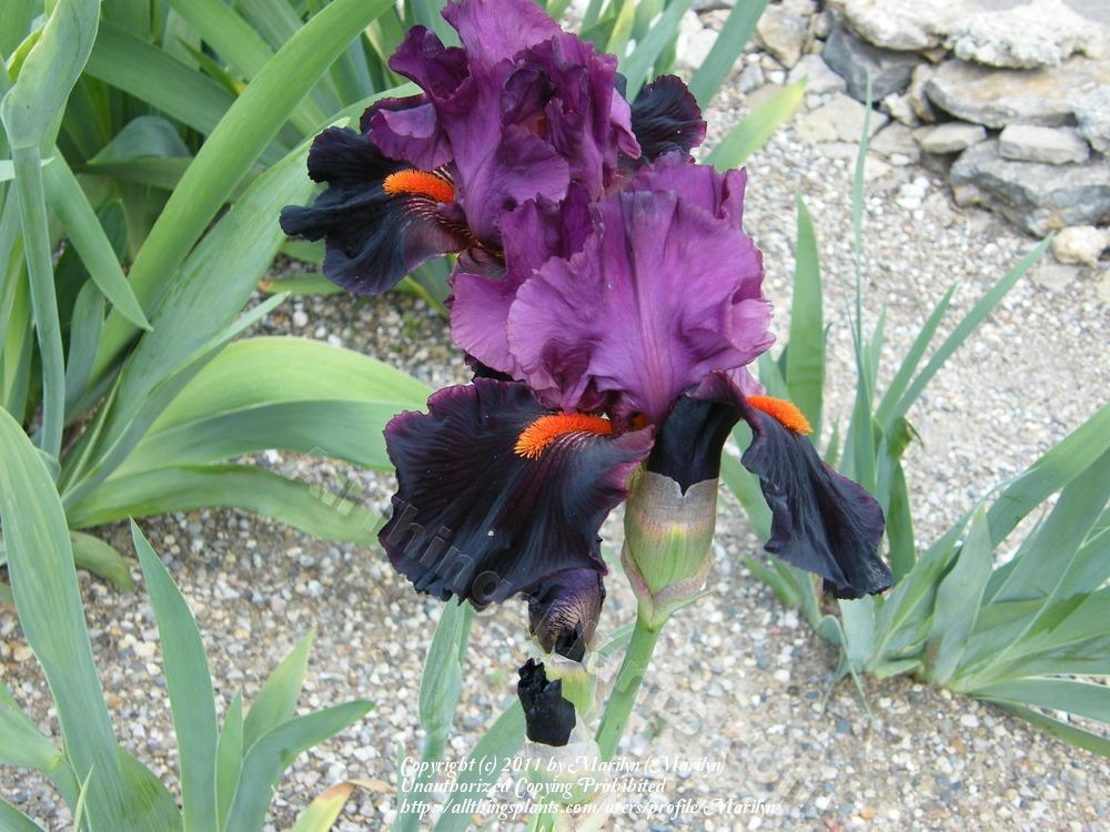 Photo of Tall Bearded Iris (Iris 'Fiery Temper') uploaded by Marilyn