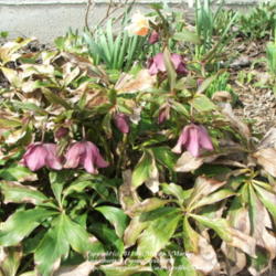 Location: My garden in Kentucky
Date: 2006-04-02
