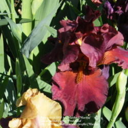 Location: My garden in Kentucky
Date: 2010-05-06
First year bloom.