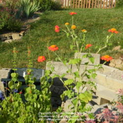Location: My garden in Kentucky
Date: 2009-08-31
