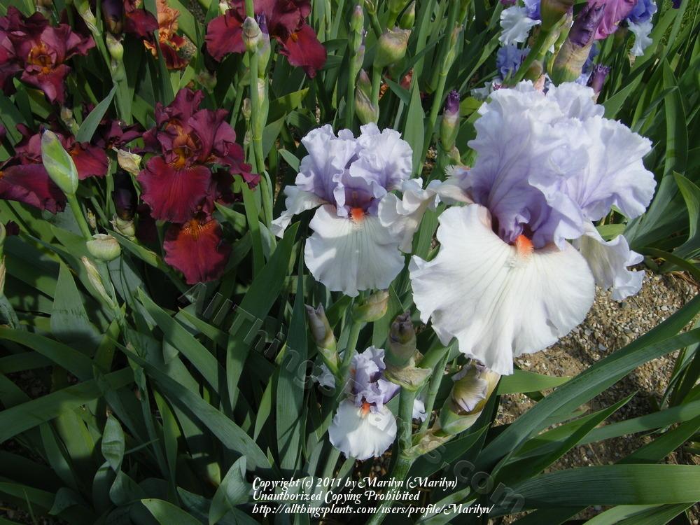 Photo of Tall Bearded Iris (Iris 'Fogbound') uploaded by Marilyn