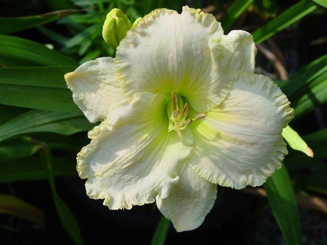 Photo of Daylily (Hemerocallis 'Great White') uploaded by vic