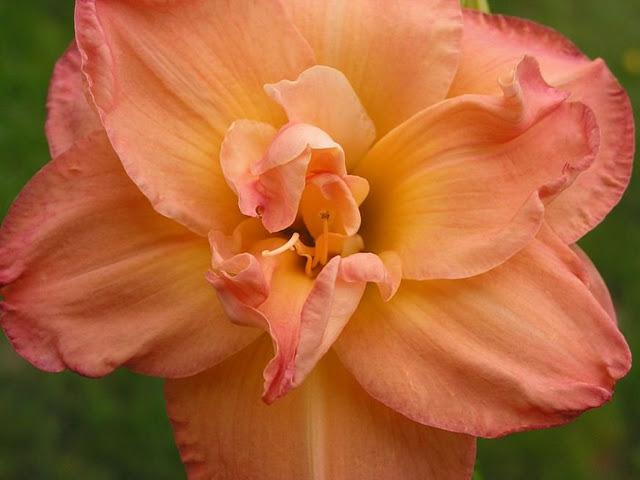 Photo of Daylily (Hemerocallis 'Frances Joiner') uploaded by vic